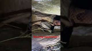 Stunning copperheads in a crevice dayhikingandherpingdudes [upl. by Marrilee]