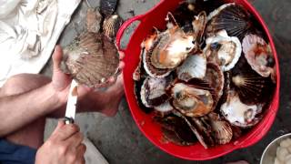 Loch Fyne Scallop Shucking [upl. by Leacock953]