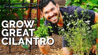 How to Grow CilantroAnd Stop It From BOLTING [upl. by Moshell878]