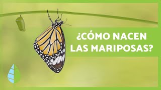 Cómo dibujar una Mariposa paso a paso  Dibujo fácil de Mariposa [upl. by Dnalrah348]