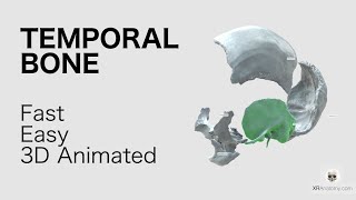 Temporal Bone  Overview Fast and Easy Animated in 3D [upl. by Oiracam]