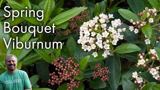 Viburnum tinus Spring Bouquet [upl. by Oilalue]