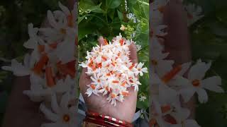 Harsingar flowers 🌼 blooming at my terrace 😊 [upl. by Milla]