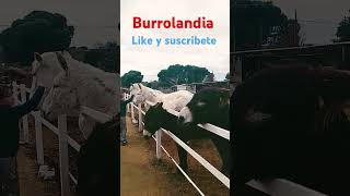 Burrolandia [upl. by Letty]