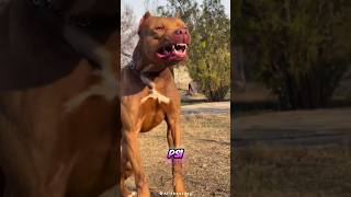 Pitbull Vs Rottweiler Fight 🥵😡 shorts viral [upl. by Adnahs]