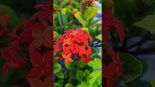 Gardening Tips  ixora coccineagardening plantation gardenixora [upl. by Riti]