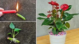 How to propagate anthurium quickly with flower branches  anthurium plant [upl. by Selinda]