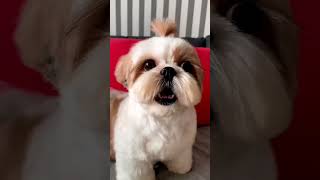 Shih Tzu Barking dog doglover pets dogs puppy puppybarking petworld pet viralvideos 4viral [upl. by Nasah]