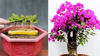 Growing Bougainvillea By Cutting Branches With Bananas Helps Us To Have Beautiful Flower Pots [upl. by Anilehcim]