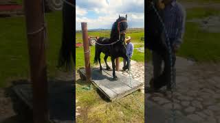 Caballos  caballo frison holandes bailando alta escuela en el rancho  gerardo ortiz [upl. by Yhtac754]