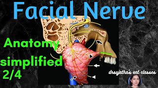 015 Anatomy of Facial Nerve  Part 24 facial nerve anatomy [upl. by Lennahc]