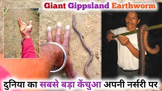 दुनिया का सबसे बड़ा केंचुआ ll Giant Gippsland Earthworm ll how to work in our farms [upl. by Jentoft]