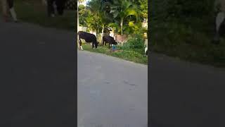 Cows Grazing grass on road [upl. by Wiener721]