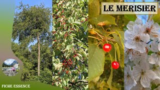 Le merisier Prunus avium  reconnaître ce cerisier des bois et forêts 🌳🌸🍒 [upl. by Barrington]