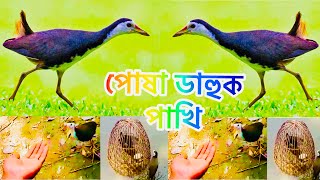 🔊Bird sound white breasted waterhen bird watercock soundপোষা ডাহুক পাখির ডাক ।dahuk pakhi [upl. by Krilov]