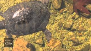 RedEared Slider Swimming In Pond At NHM Wildlife Gardens [upl. by Molli]