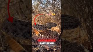 How a rattlesnake works 😨OddAnimalSpecimens shorts viralvideo fyp interestingfacts learning [upl. by Roderic603]