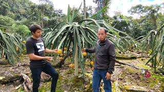 Producción de PITAHAYA Amarilla en la selva Peruana 🐉Naranjos San Martin 🏜️ Variedades Nativas 😱 [upl. by Ttegdirb458]