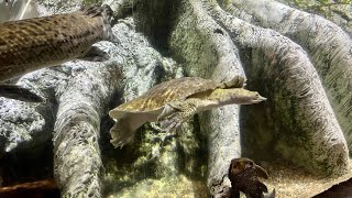 Spiny Softshell Turtle  Barcelona Aquarium  Barcelona Spain [upl. by Onitnevuj]