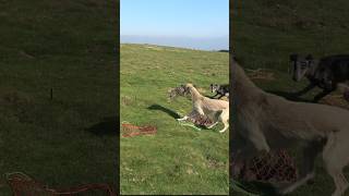 Flying out ferreting rabbiting rabbithunting lurcher hunting [upl. by Anitsahs]