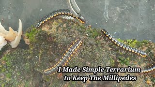 Hunting millipede  I Made Simple Terrarium to Keep The Millipedes [upl. by Yann225]