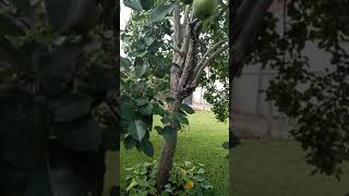 Effect of AZOMITE on Pear Tree [upl. by Moe883]