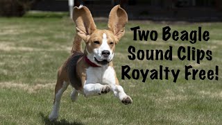 Two Beagle BarkingHowling Sound Clips Royalty Free [upl. by Percy]