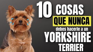 ❌ 🐶10 cosas que NUNCA DEBES HACERLE a tu YORKSHIRE TERRIER [upl. by Eda]