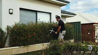 Pruning Grevillea Timelapse [upl. by Llertrac]