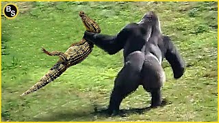 When Crocodiles Messed with the Wrong Opponent [upl. by Niobe]