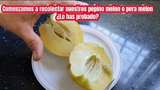 Comenzamos a recolectar nuestros pepino melón o pera melon ¿lo has probado [upl. by Nattirb]