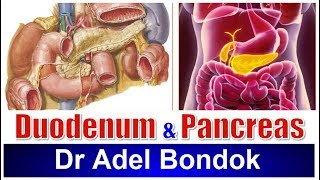 Duodenum and Pancreas Dr Adel Bondok [upl. by Fidelis978]