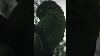 yellowfronted parrot comes to communicate with its peers birds animallover [upl. by Mossberg]