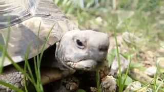 Hermanns tortoises Testudo hermanni  Griechische Landschildkröten [upl. by Trebreh85]