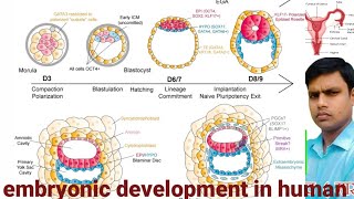 ebmryonic development in humanमनुष्य मे भ्रूणीय विकासcleavagemorulablastula and blastocyst [upl. by Nylesoy]