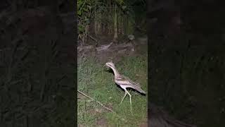 Clumsy Bush stone  Curlew Bird Australia Shorts Curlew [upl. by Socha]