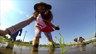 Rice Planting in Iwate Japanwwwkoikomejp 2015 [upl. by Arikihs800]