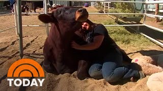 How ‘Cow Hugging’ Has Become A Popular New Form Of Meditation [upl. by Nelie]