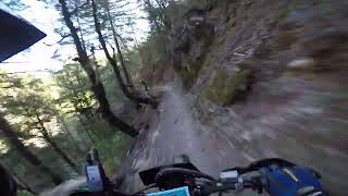 Riding Downieville and getting roosted by 2 deer [upl. by Sabrina859]