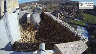 2021 Norwich Cathedral Peregrines [upl. by Towroy]