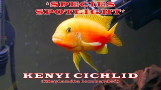 SPECIES SPOTLIGHT KENYI CICHLID Maylandia lombardoi in 4K 🐠🐟🐠Shot on Lumix GX85 [upl. by Marita]