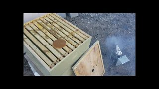 How to Feed Bees in Early Spring by Installing Pollen Patties [upl. by Adnilram]