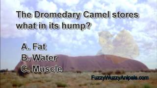 Dromedary Camel Animal Quiz [upl. by Enaek]