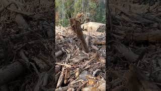 Debris flow around home in Curtis Creek NC chiefsholsters helene helenerecovery wncstrong wnc [upl. by Anselmi]