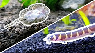 My Honest Review of 5 Oddball Fish for Nano Tanks [upl. by Possing663]