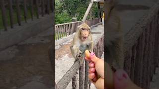 Crabeating macaque eating I Monkey family I Nook for Wildlife [upl. by Havstad961]