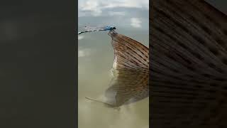 Beautiful Damselfly Landing On A Fish Tail Cool Things You See While fishing nature beautiful [upl. by Neliac64]