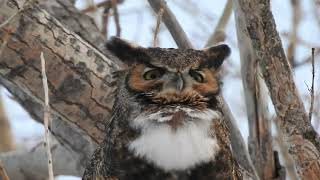 Hooting Great Horned Owl [upl. by Vaientina]