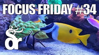 FF34  Keeping a Foxface Siganus in your Reef Tank [upl. by Liam]