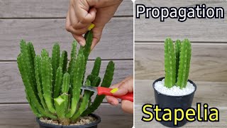 How To Grow Stapelia Gigantea From Cutting l Starfish Cactus Propagation Best amp Easy [upl. by Asirak587]